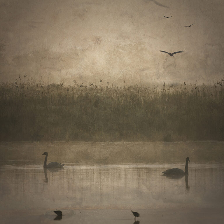 Gérard Barbier - Cygnes-a-laube